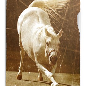 PhotoArt: Лошади
